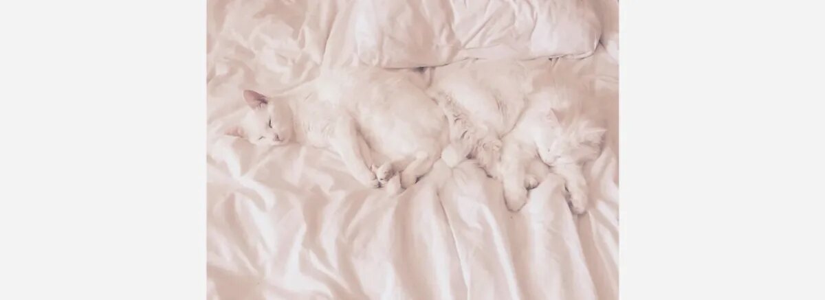 Мы с Тамарой ходим парой! Фото: bickylala/boredpanda.com