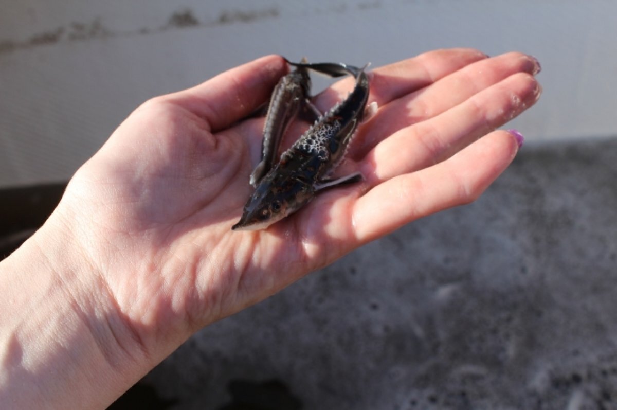    В Омске более четырёх тысяч мальков стерляди выпустили в Иртыш