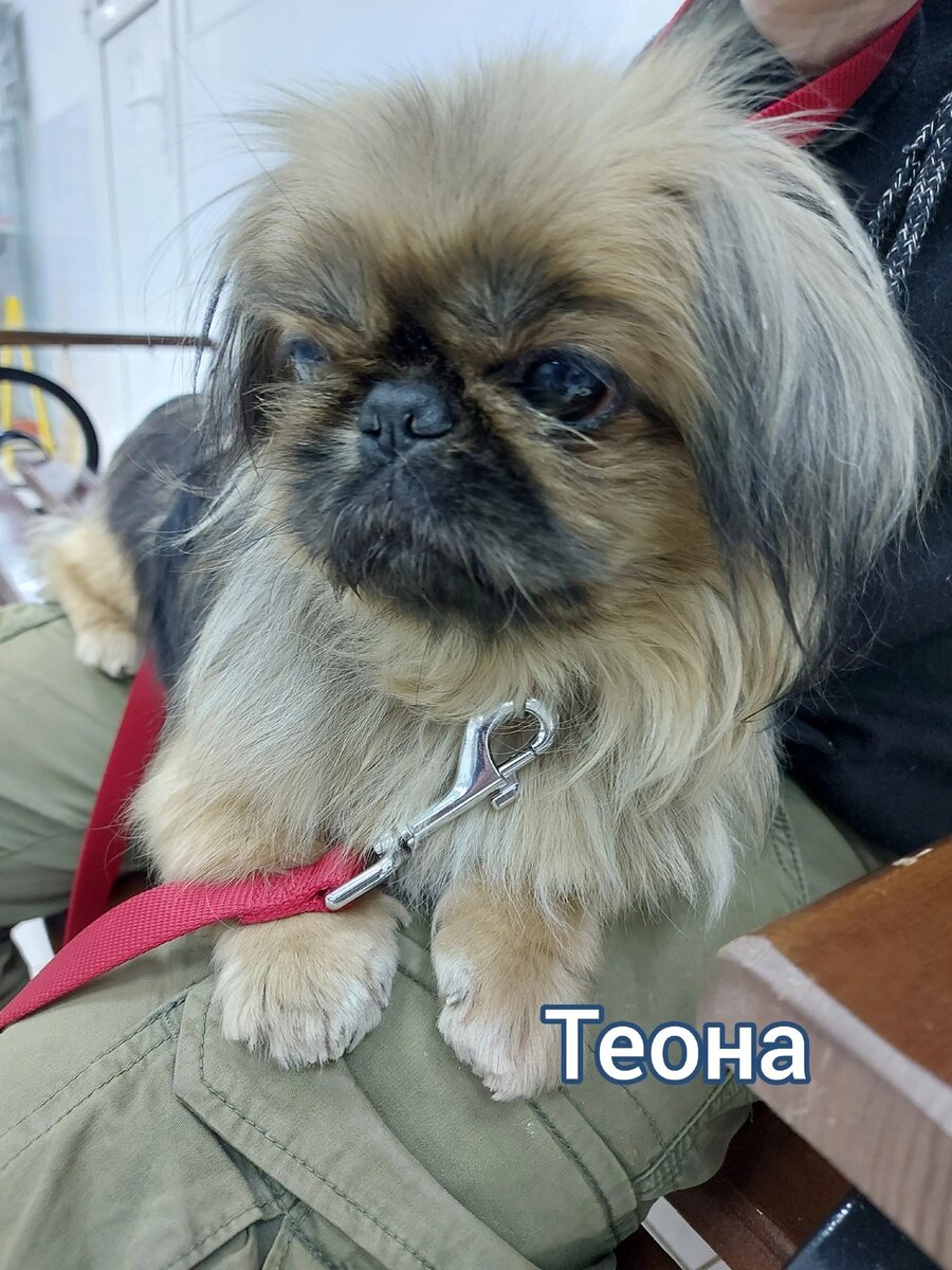 Рукавичка Тея