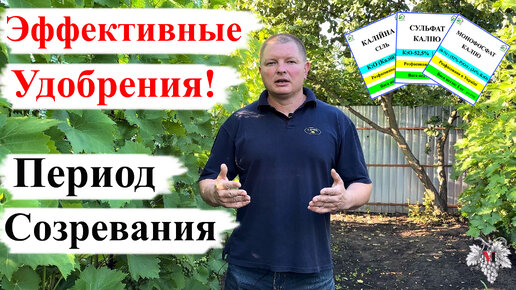 Самые ЭФФЕКТИВНЫЕ УДОБРЕНИЯ в ПЕРИОД СОЗРЕВАНИЯ Винограда!