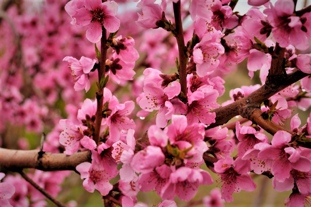 Цветы персика