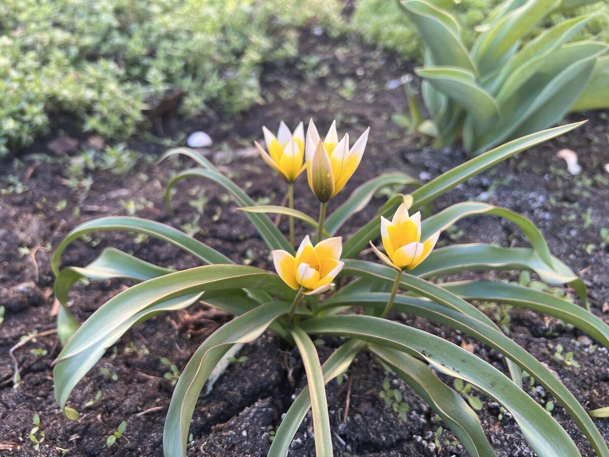 Ботанический тюльпан