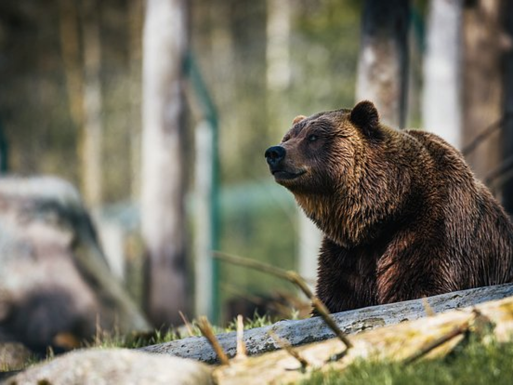 Фото: Janko Ferlič / Unsplash 