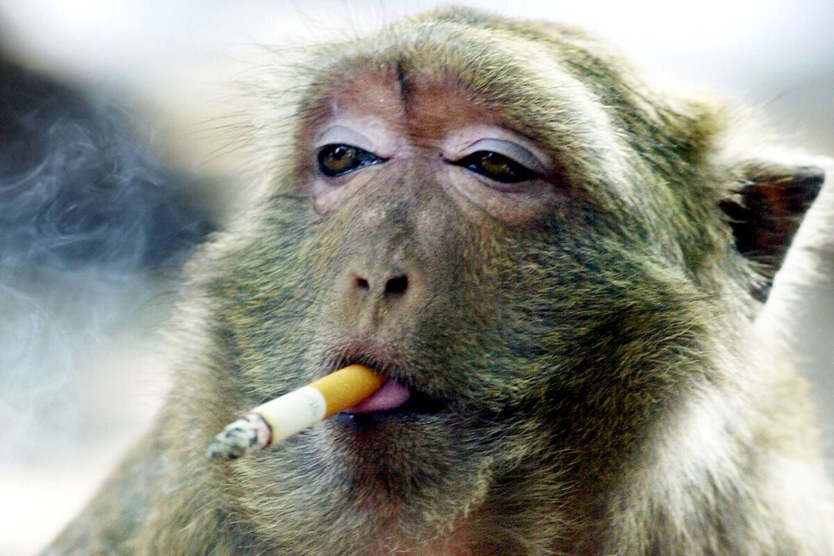 У обезьяны совершенно здоровый цвет лица/URL:https://krasivosti.pro/obezjany/11959-obezjana-kurit.html