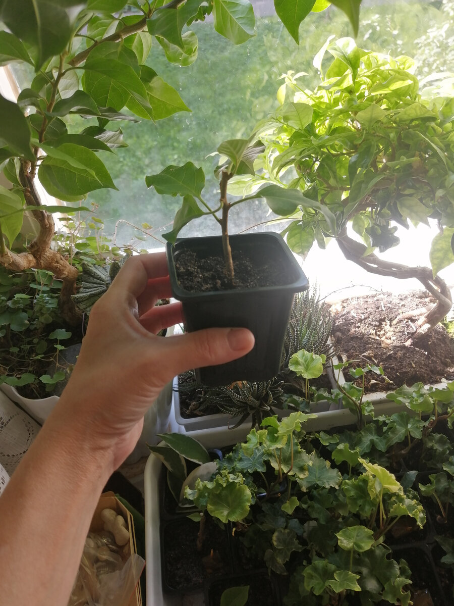 Маленькая бугенвиллея. Скоро можно выставить на продажу. Раньше такие у меня продавались за 300 руб., если на данный момент были без бутонов. А цветущие покупали за 350-450, в зависимости от размера саженца и общей декоративности