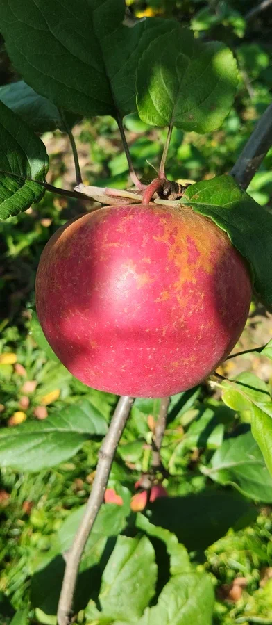 Это наше яблоко в единичном экземпляре, но зато какое красивое!