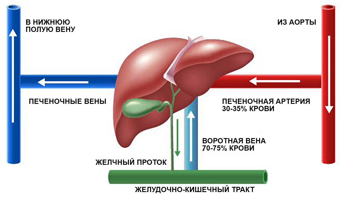 Кровь образуется в печени. Система циркуляции крови в печени. Система притока печени. Система притока крови в печени. Кровоснабжение печени схема.