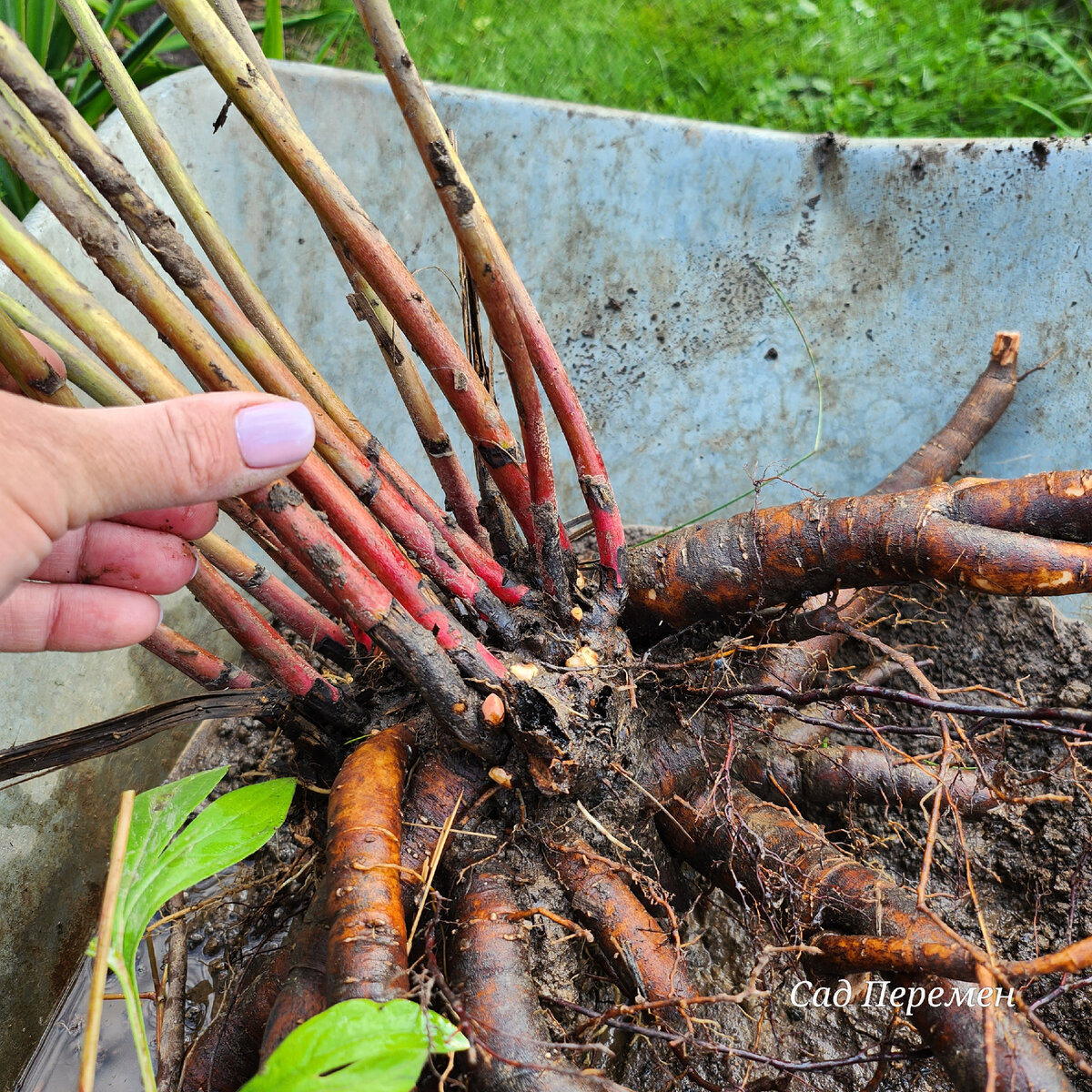 Буйство корней. Пришлось приложить немало усилий.