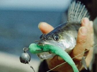 Поролонка ловит