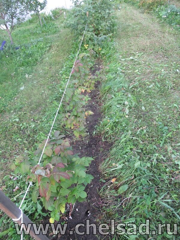 Траншейный способ посадки малины сорта "Урожайная"- мое фото