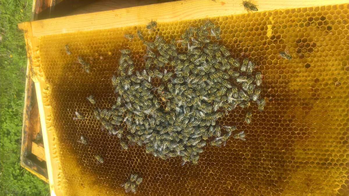 Отводки пчел без матки. Пчелы на рамке с расплодом. Вредители пчеловодных рамок. Подсиливание пчелосемей печатным расплодом. Рамка пчеловода.