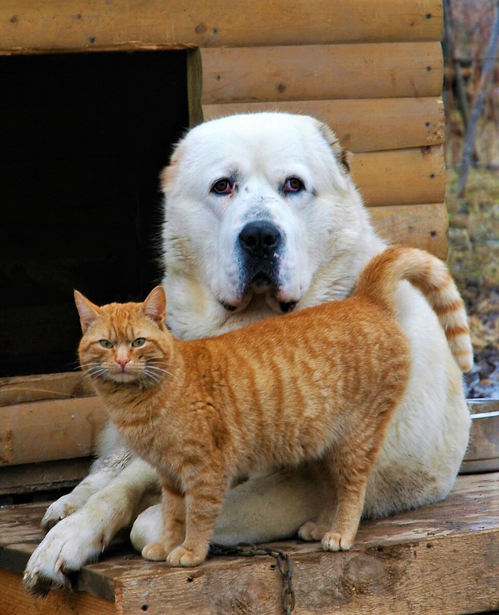 Дружба кошки и собаки10