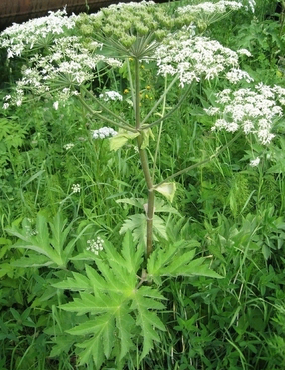 Похожий на борщевик фото. Борщевик Сибирский пучка. Борщевик Сибирский листья. Борщевик Сибирский пиканы. Борщевик Сибирский молодой.