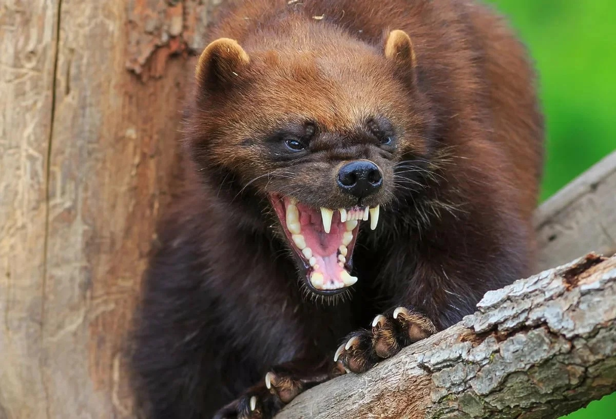 что такое росомаха фото