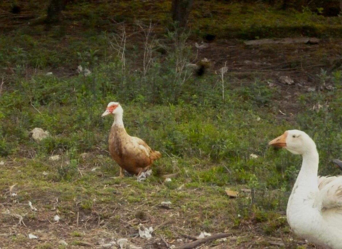 Утка 1 год. Белая шейка. Утка с белой шейкой.