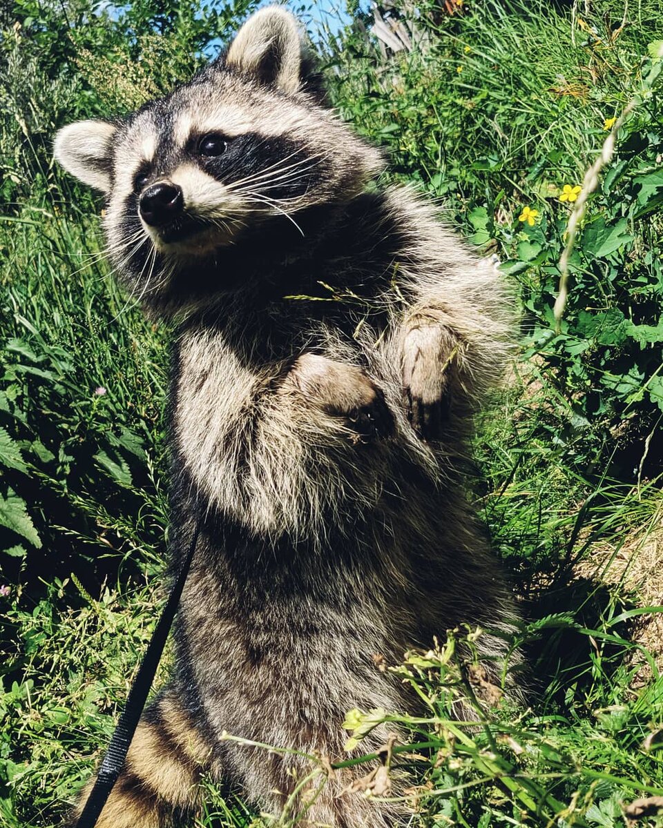 Просто глаз не отвести, какой красавец вырос.