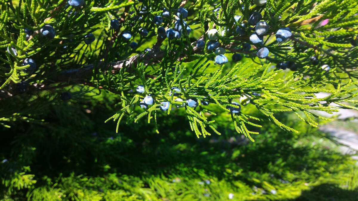 Можжевельник скальный Мунглоу​ (Juniperus scopulorum Moonglow​)