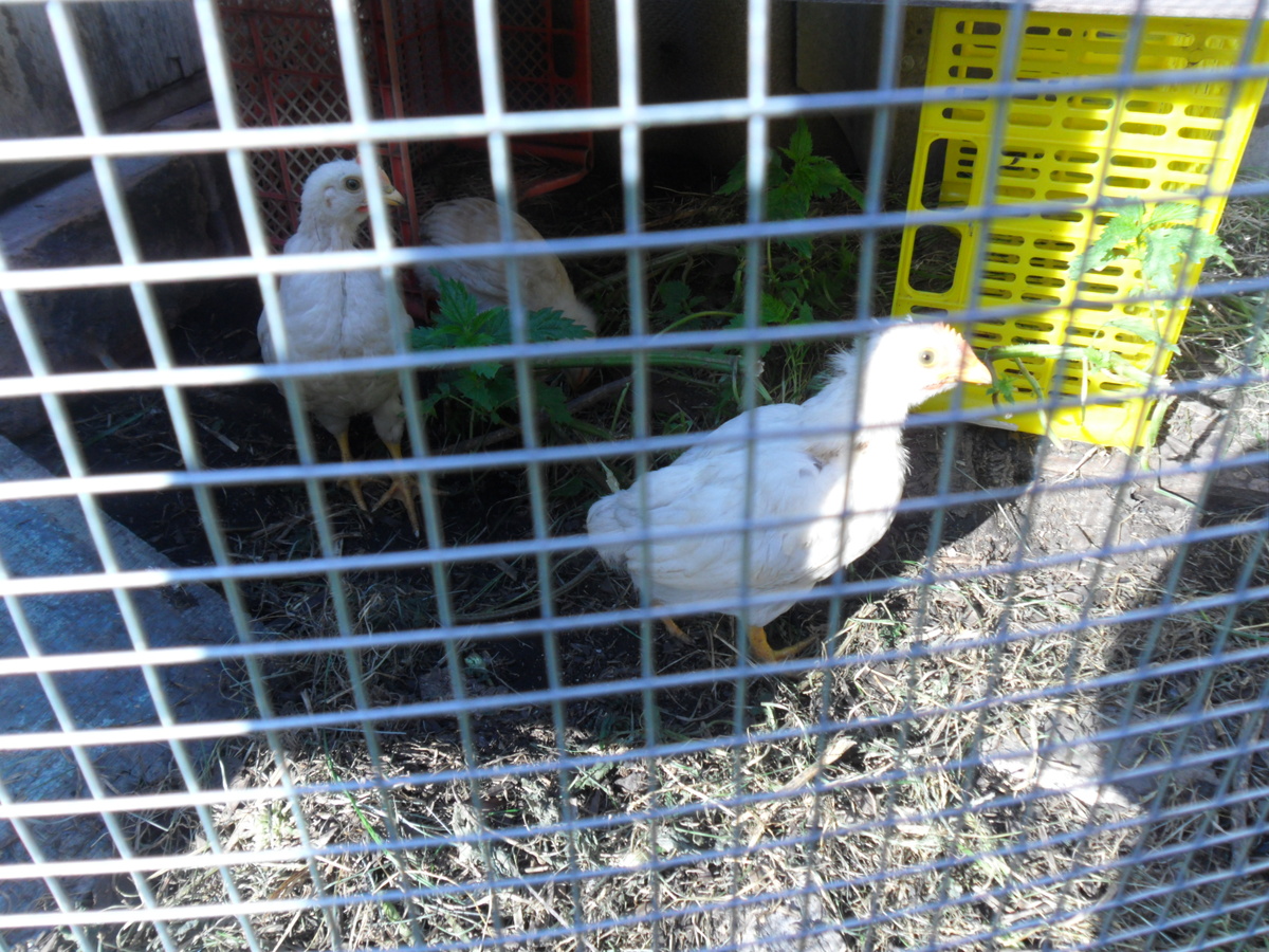 Цыплята после переселения в вольер на улице