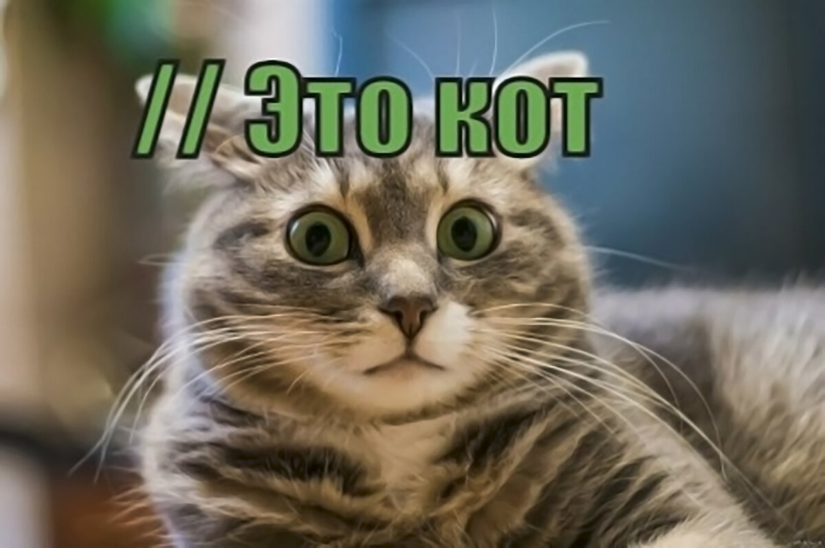 Покажи код кота. Кот в коде. Кошачьи кода. Коты коды. Картинка кот и код.