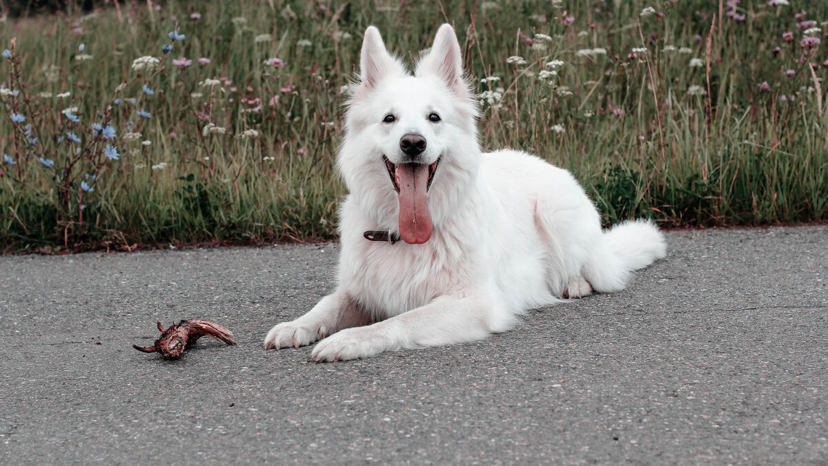 мой беляшик Линда