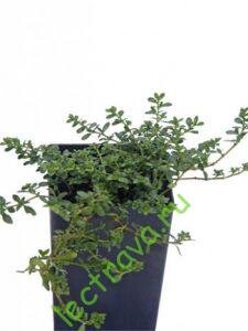 Грыжнику требуется полное солнце или частичная тень, так как в полной тени он будет плохо расти. Потребность в воде довольно низкая и необходима только во время очень жаркого сезона. Естественная среда обитания это бедные или сухие песчаные почвы, соответствующие всем требованиям к питательным веществам. Это растение не переносит соленость, присущую прибрежным районам. Это хорошее растение для контейнеров, так же оно красиво растет вдоль тропинок.