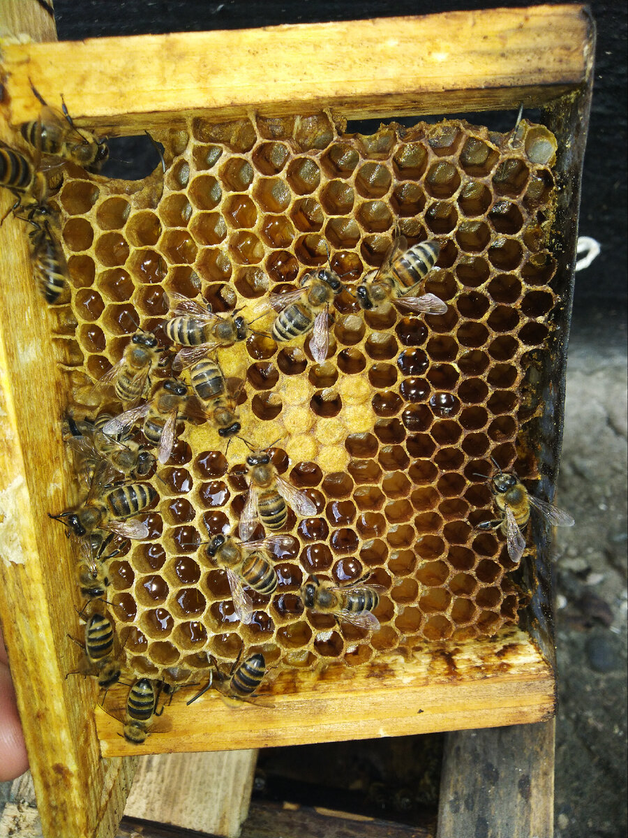 Вот такая небольшая но дружная семья ))