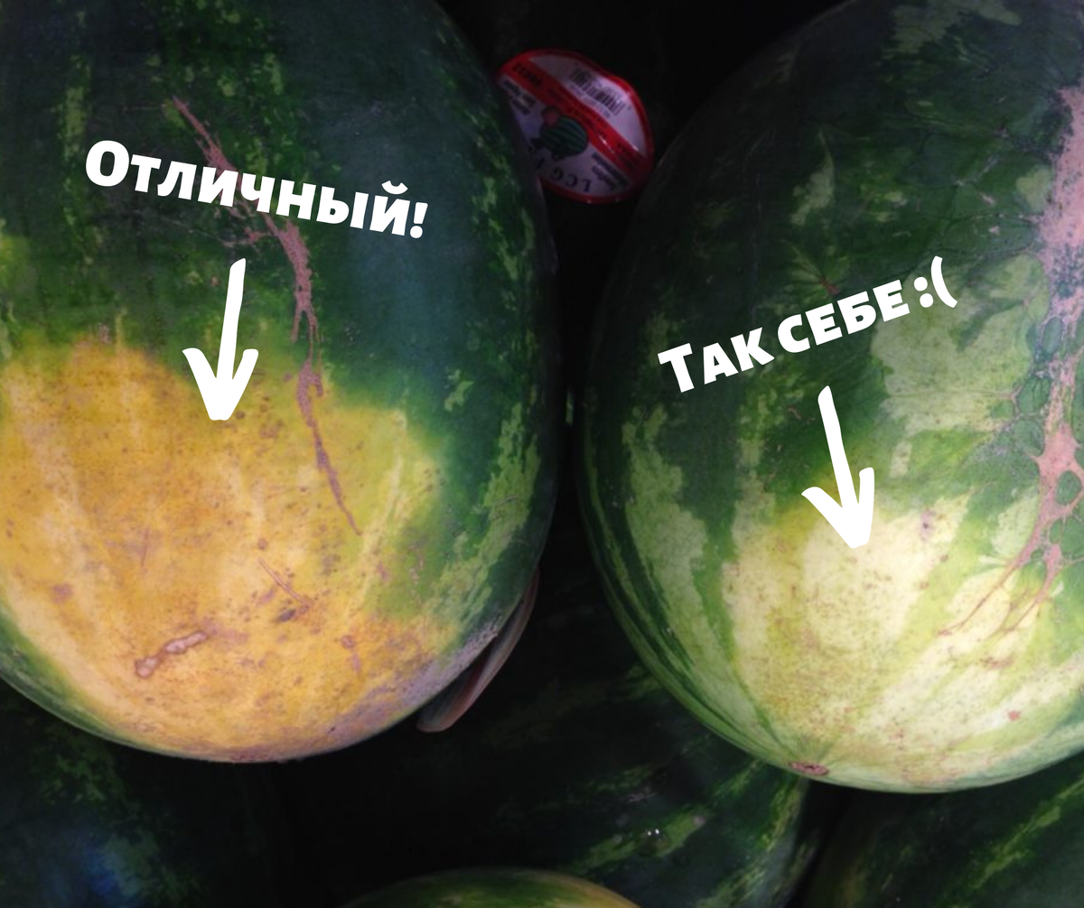 Земляное пятно на арбузе говорит о зрелости | ЗикЗак