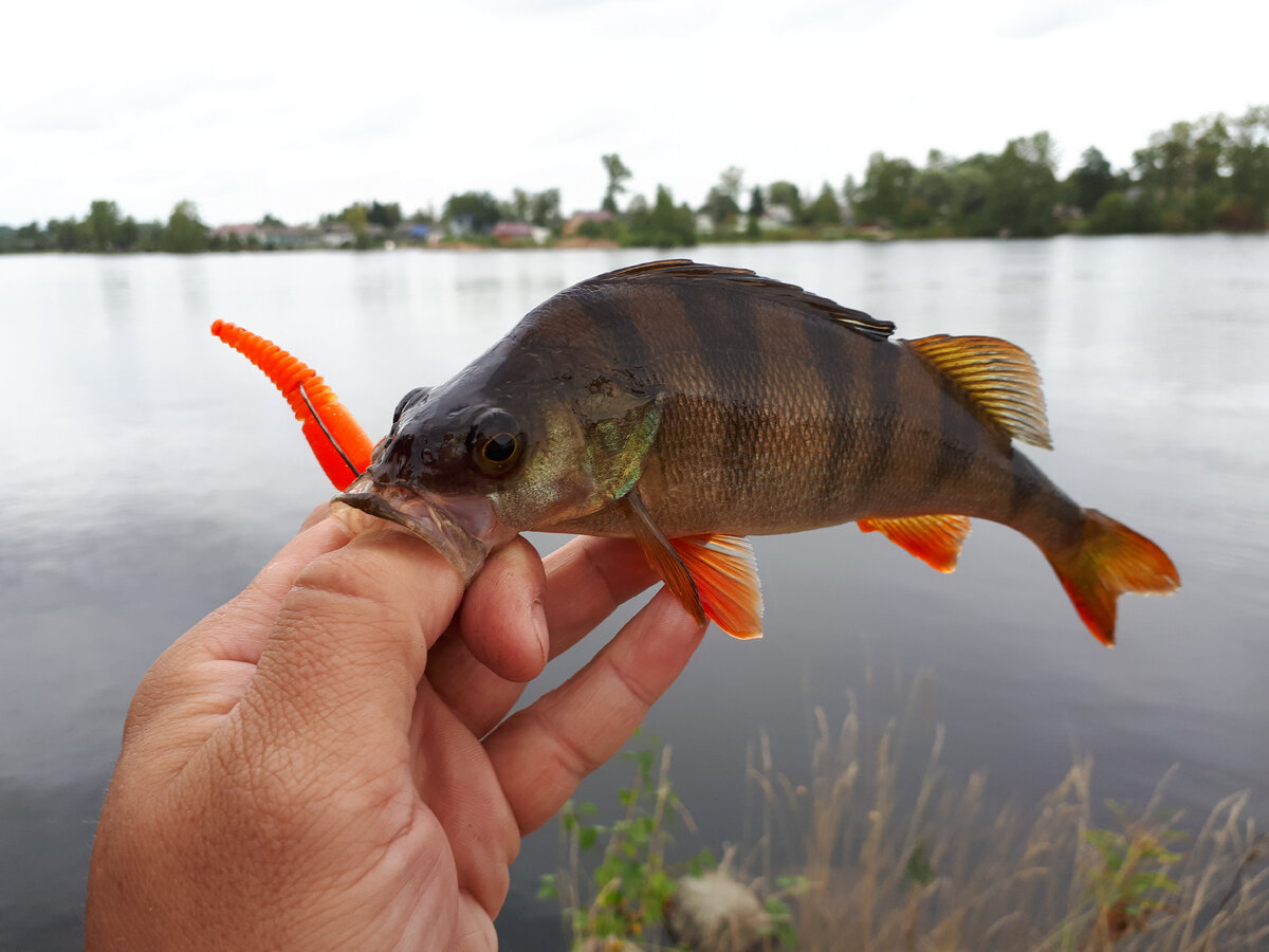 ...А вот на какую бесхвостую приманку он клюнул!
