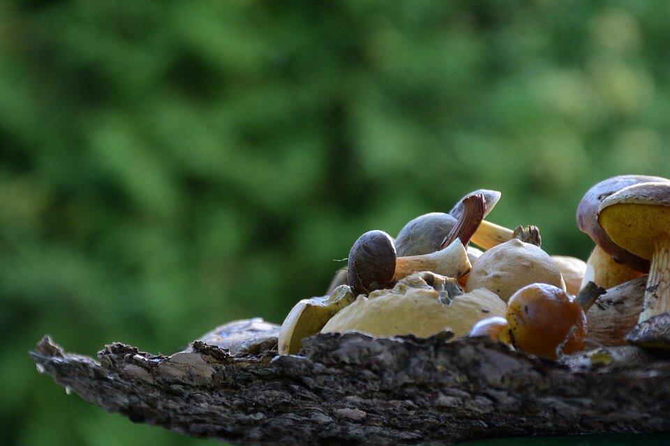 время собирать грибы