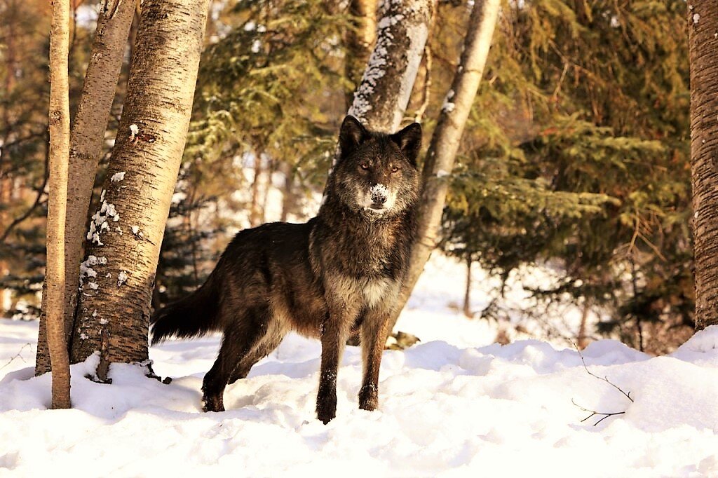 Чёрный внимательно смотрел на нас - фото из свободного доступа "Яндекс-картинки"