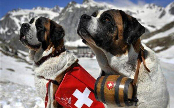  

Такие случаи не так уж и редки, они случаются во всем мире. В очень разных ситуациях разные животные действительно иногда спасают людям жизнь. Каждая из таких историй вызывает обсуждение и споры о том, что при этом движет «братьями меньшими» - стадные инстинкты или настоящее сочувствие, которым мы склонны наделять только существ с высокоразвитым интеллектом, то есть самих себя. Независимо от этих дискуссий, спасенные люди и их родственники на всю жизнь остаются благодарны животным, подарившим им жизнь. 
