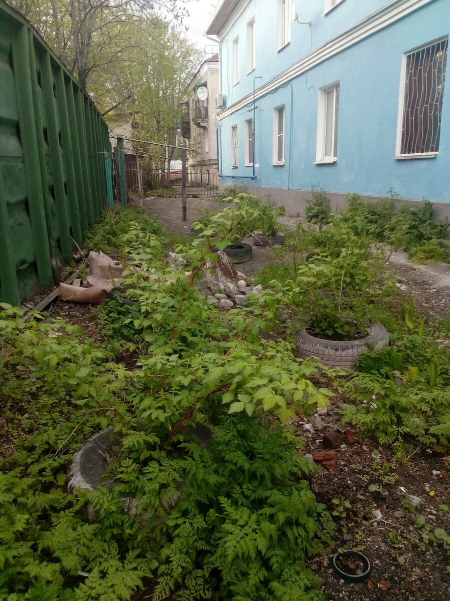 кусты  малины и смородины