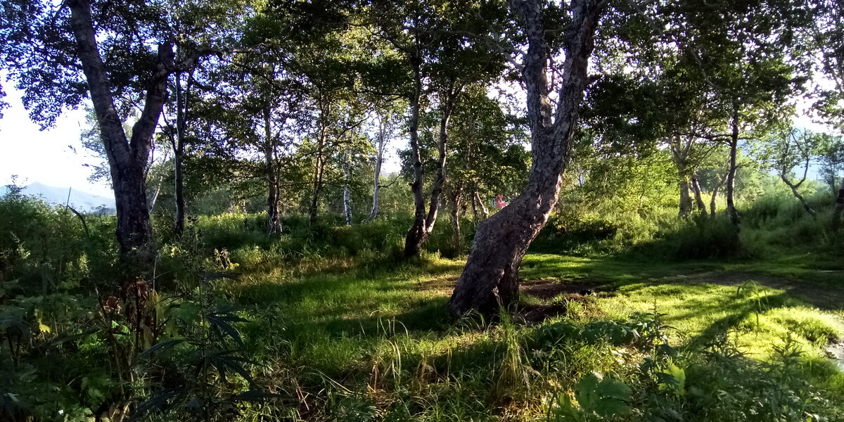 Каменная береза