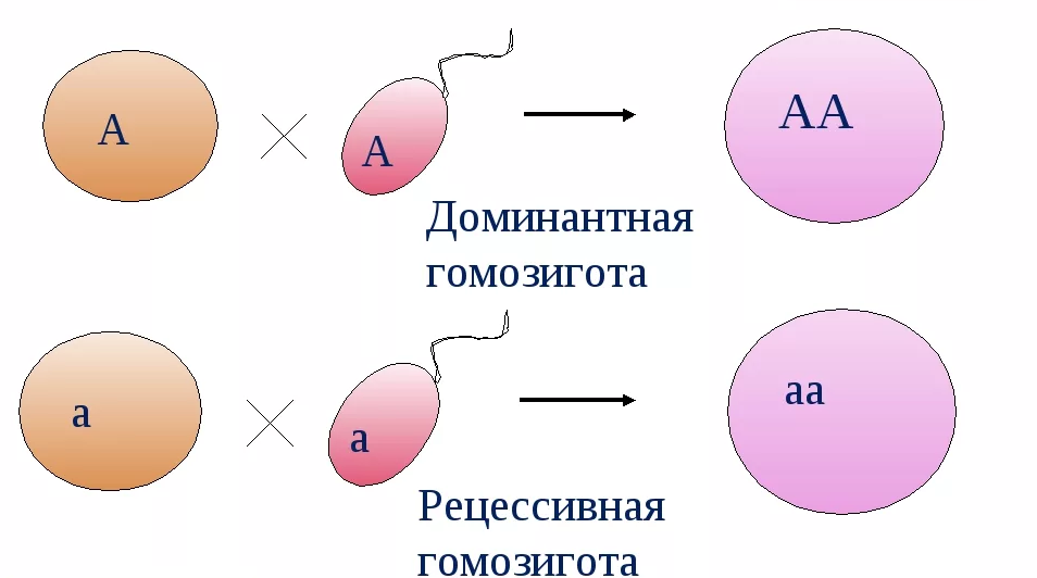 Записать гомозиготный рецессивный организм. Рецессивная гомозигота. Гомозиготный по рецессивному признаку. Доминантная гомозигота. Гомозигота и гетерозигота это в генетике.