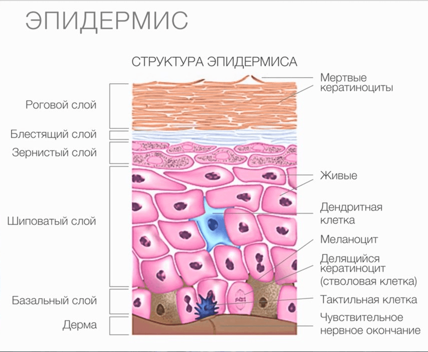Так выглядят все пять слоев.