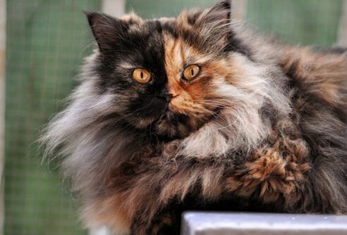 Паффи (Сербия). Листайте, не пожалеете.