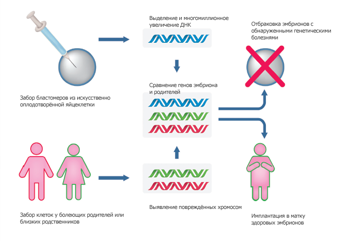 Тестирование эмбрионов. Преимплантационная генетическая диагностика. Преимплантационное генетическое тестирование. ПГД. Предимплантационное генетическое тестирование на анеуплоидии.