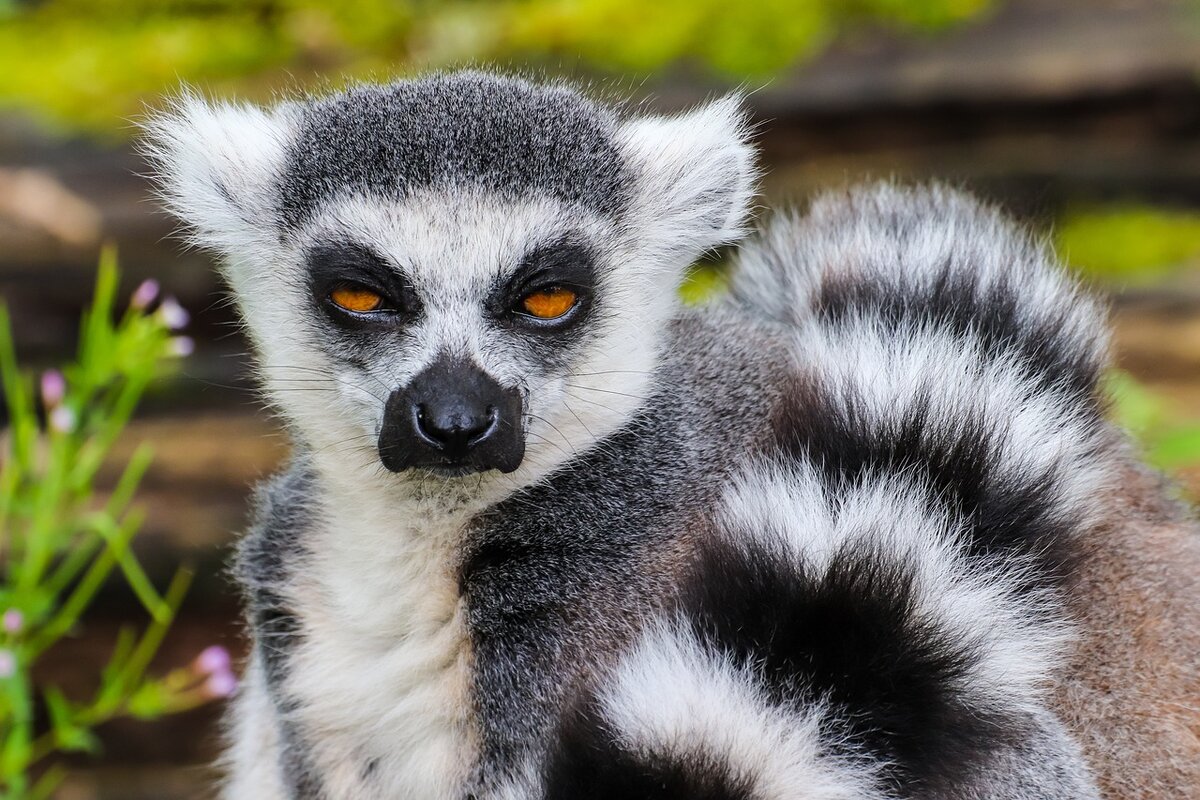 https://pixabay.com/photos/monkey-lemur-ring-tailed-lemur-cute-4366505/