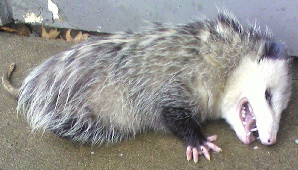 фото из сети Интернет