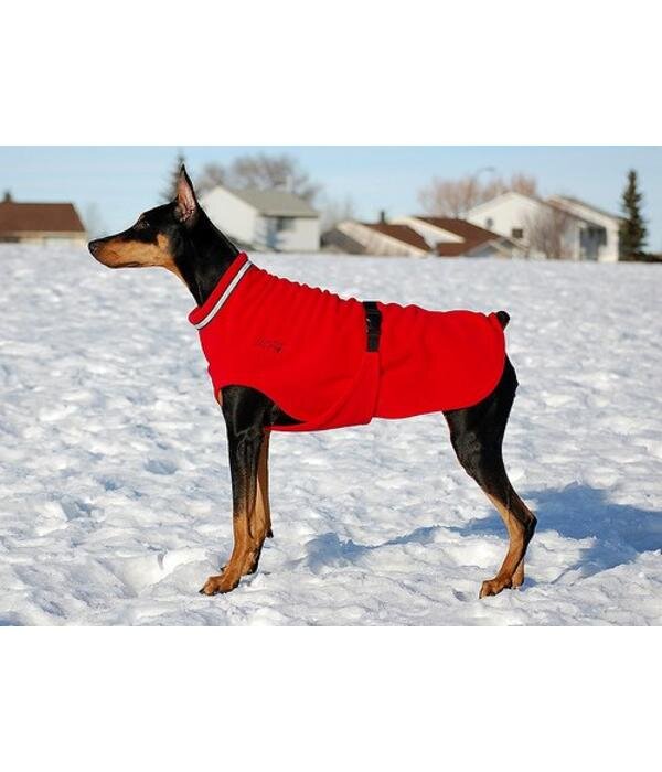 Источник  https://cdn.webshopapp.com/shops/3533/files/44601640/600x700x2/chilly-dogs-chilly-sweater-fleece-coat-all-breed.jpg