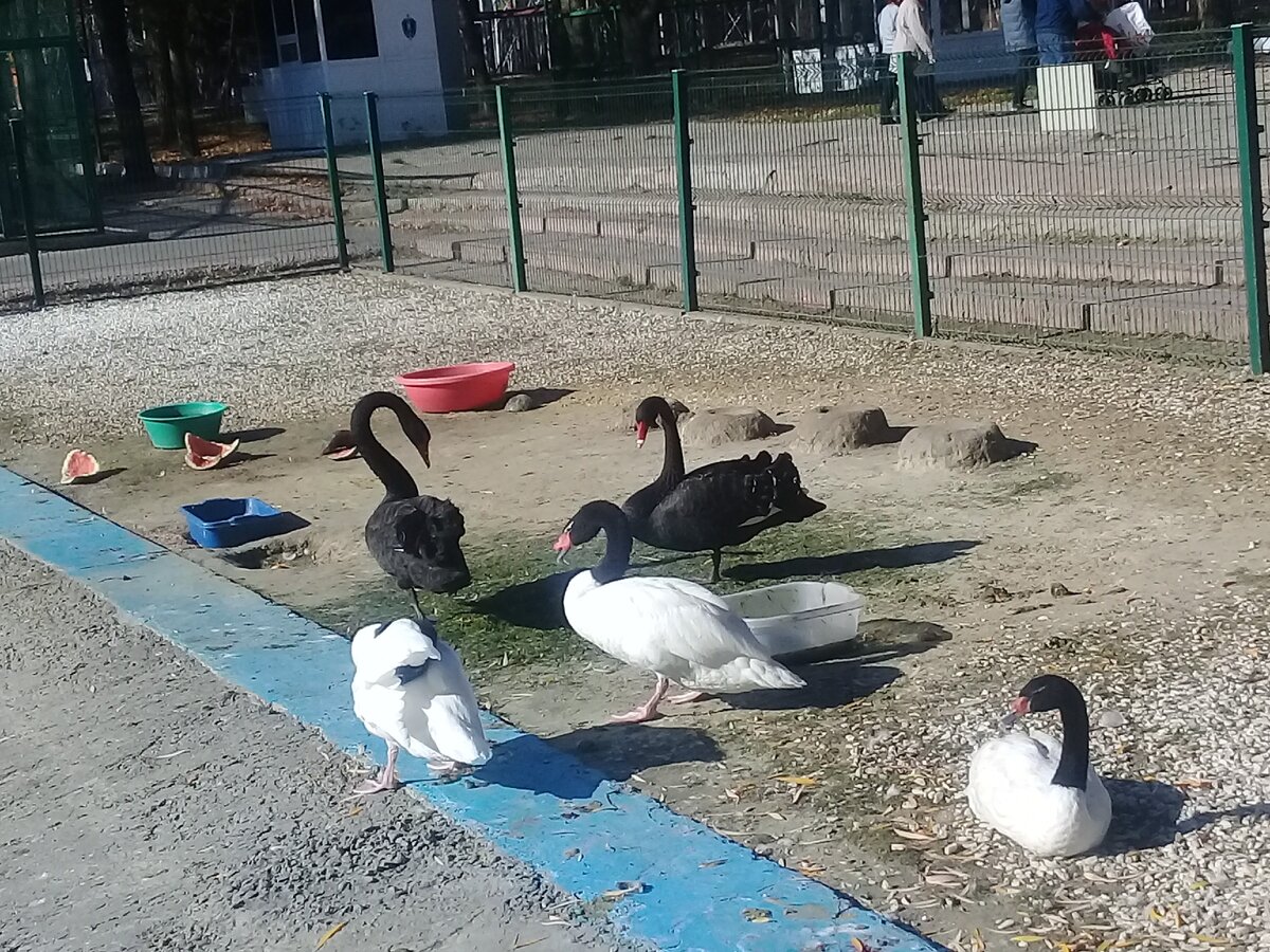 Фото автора. Красивые и гордые черные и белые лебеди возле водоема