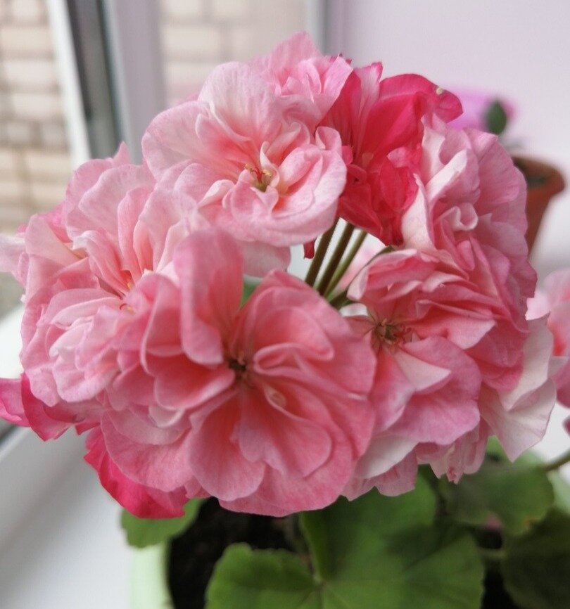 Сорт Odensjo Symfonia Марины Пьяновой