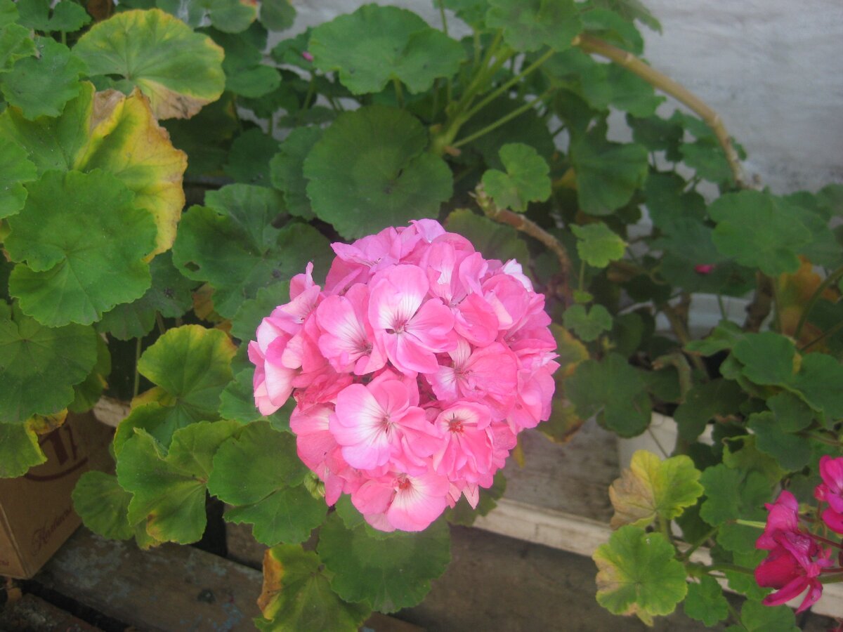 пеларгония зональная