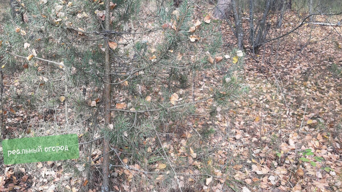 Под сосенками больше хвои, но есть и листва. Фото автора.