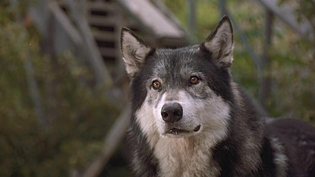 Кадр из фильма "Белый Клык". Фото из открытого источника.