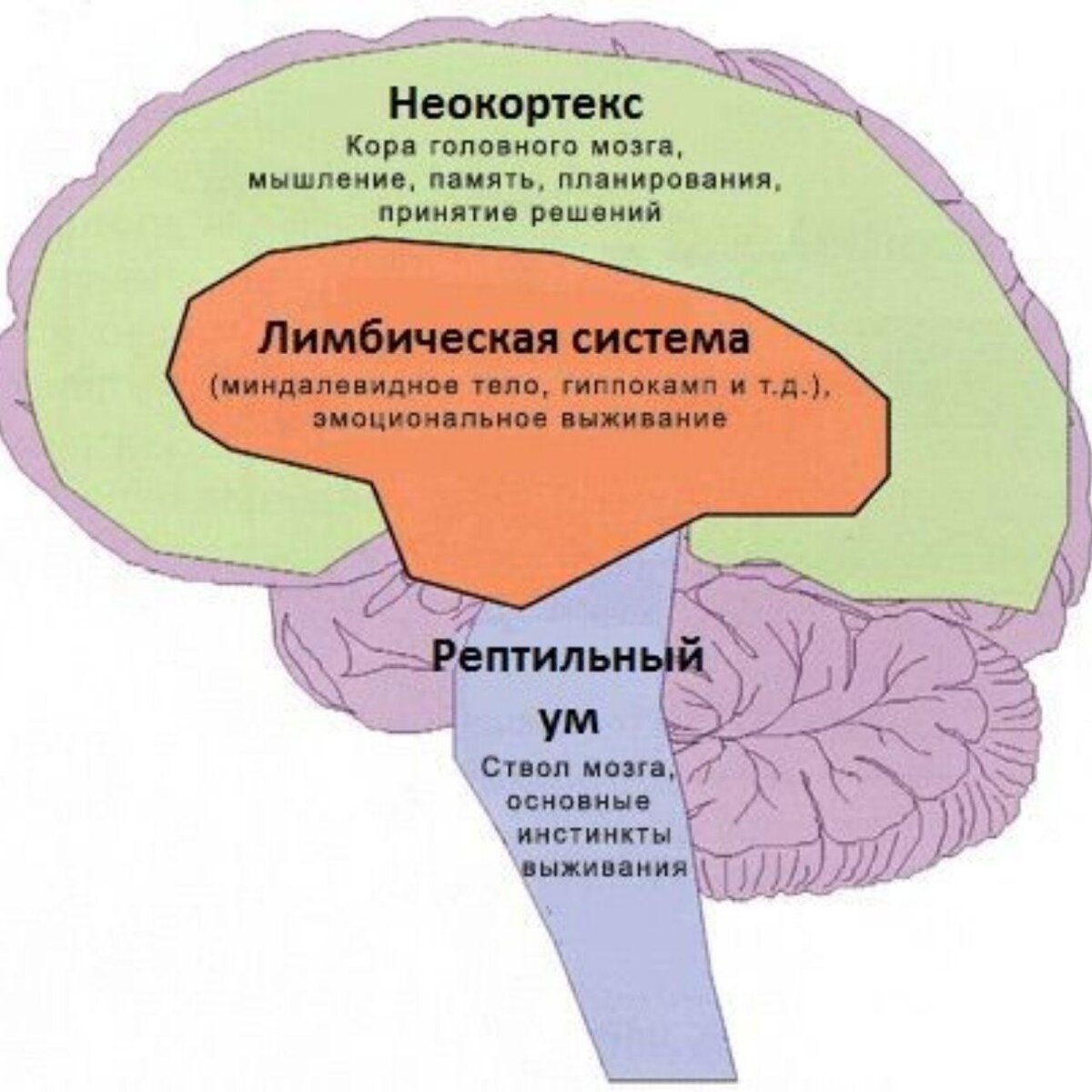 Теория триединого мозга. Строение головного мозга + неокортекс. Неокортекс и кора головного мозга. Строение мозга лимбическая система неокортекс. Кора головного мозга неокортекс лимбическая.