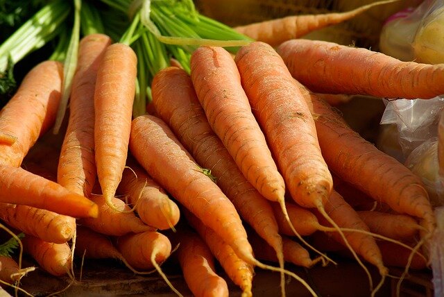 Морковь Королева осени и Норбонне дали нынче превосходный урожай