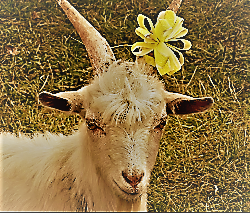 Коза -красавица
