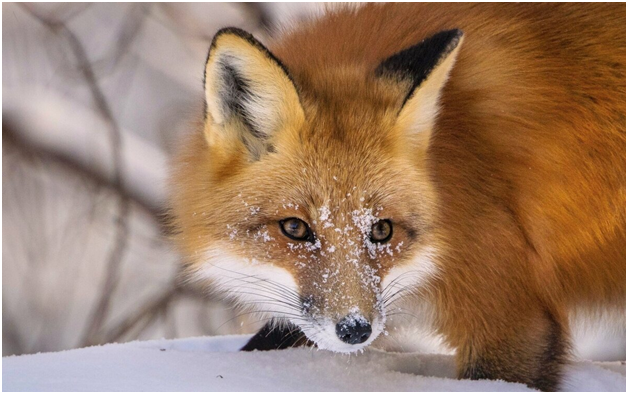 Лисичка. Фото из открытых источников.