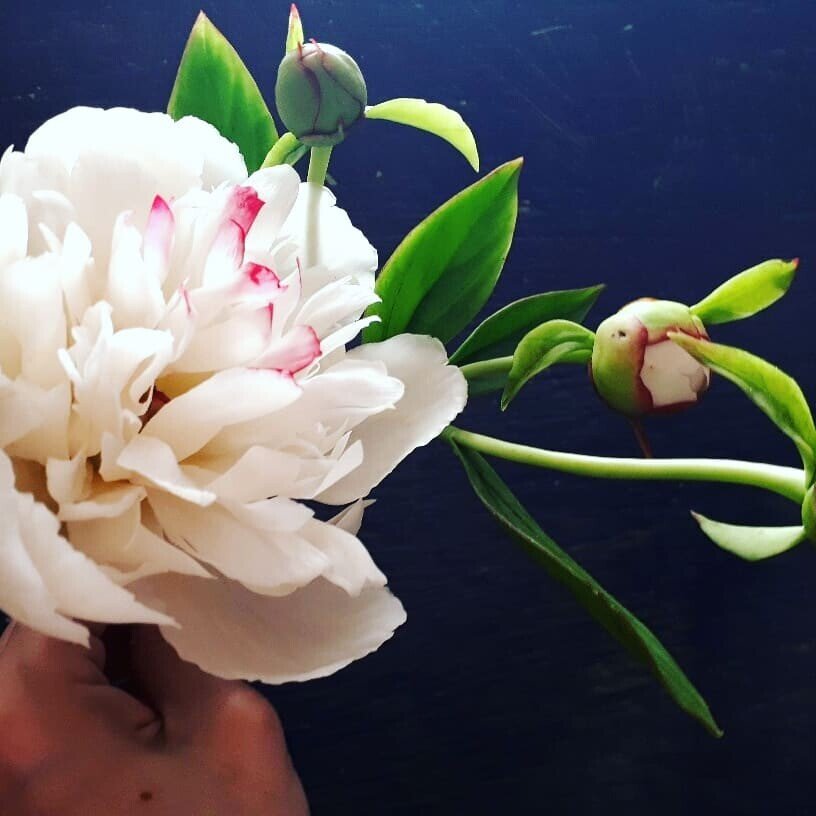 Белые пионы из холодного фарфора.